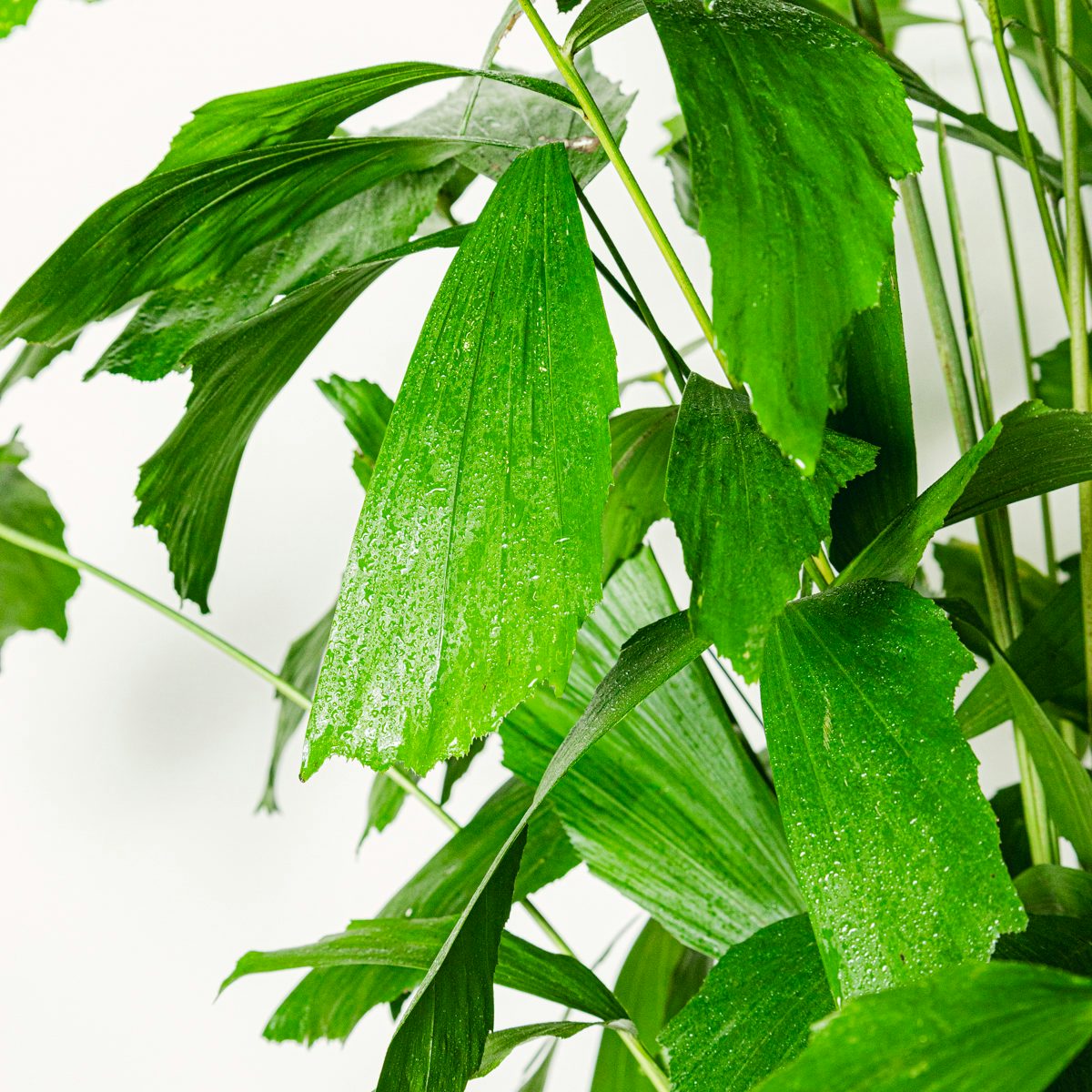 Caryota Mitis