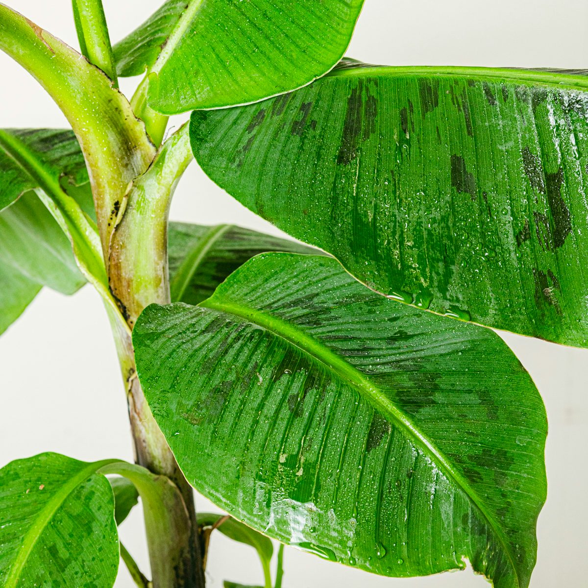 Musa Cavendish nana