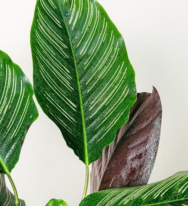 Zierkaktus (Calathea)