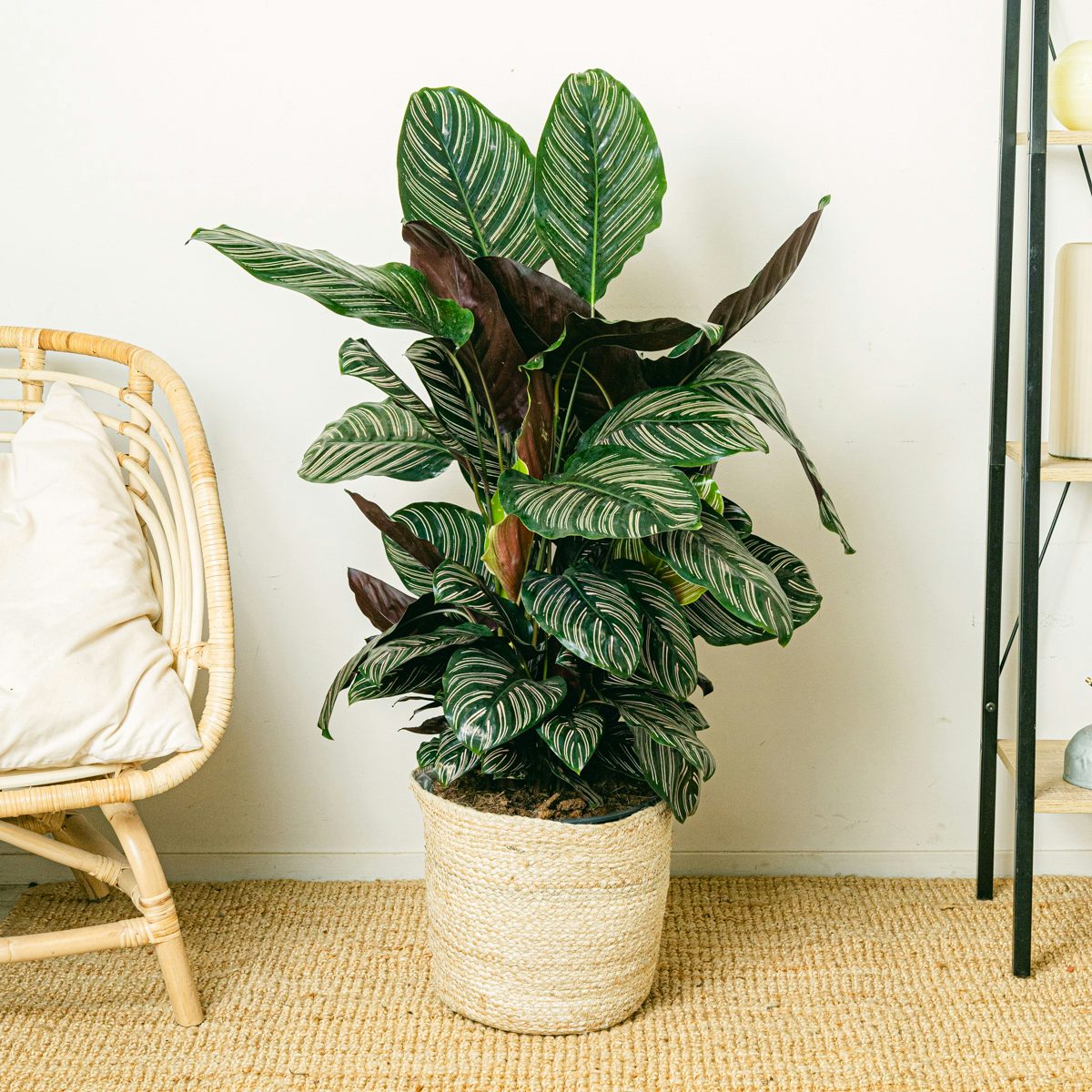 Zierkaktus (Calathea)