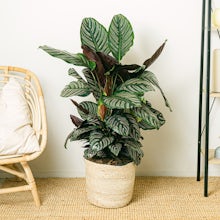 Calathea ornata