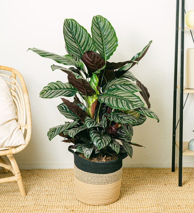 Zierkaktus (Calathea)