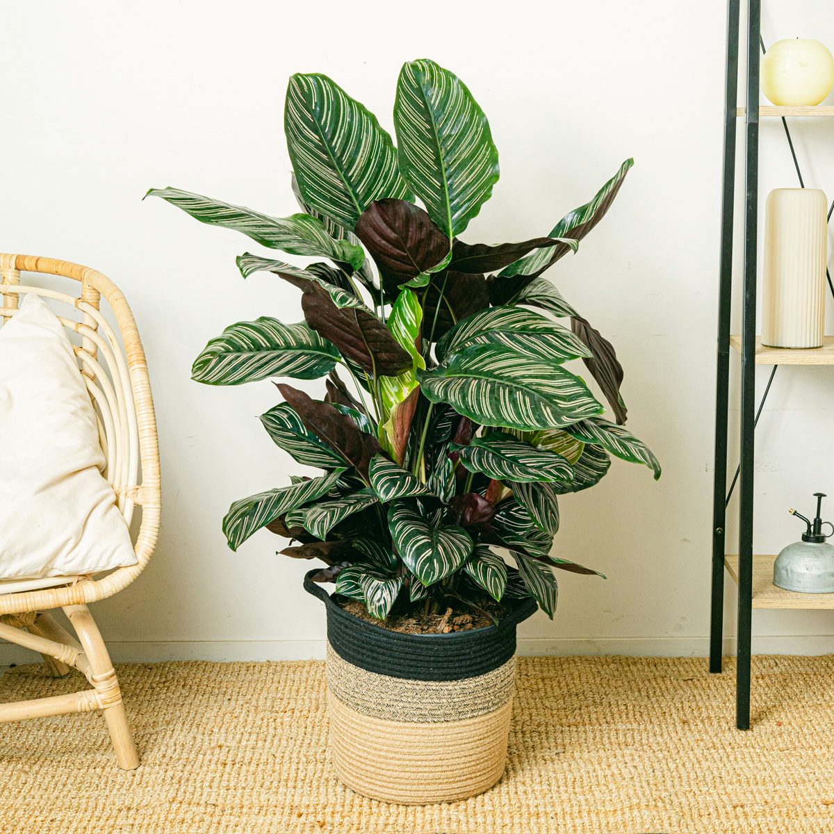 Zierkaktus (Calathea)