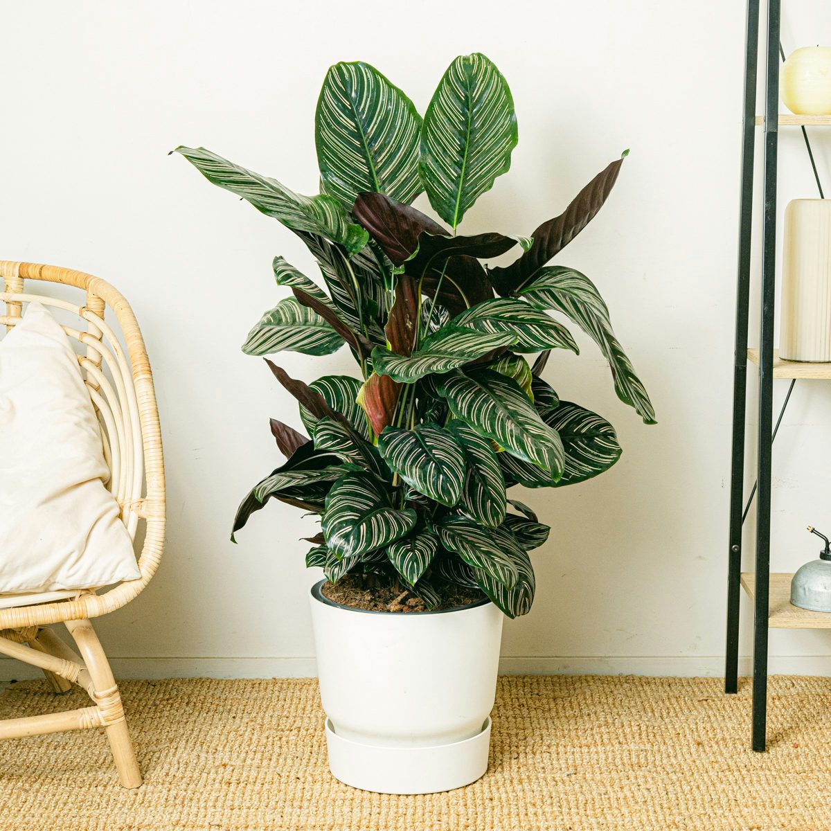 Zierkaktus (Calathea)