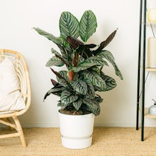 Calathea ornata