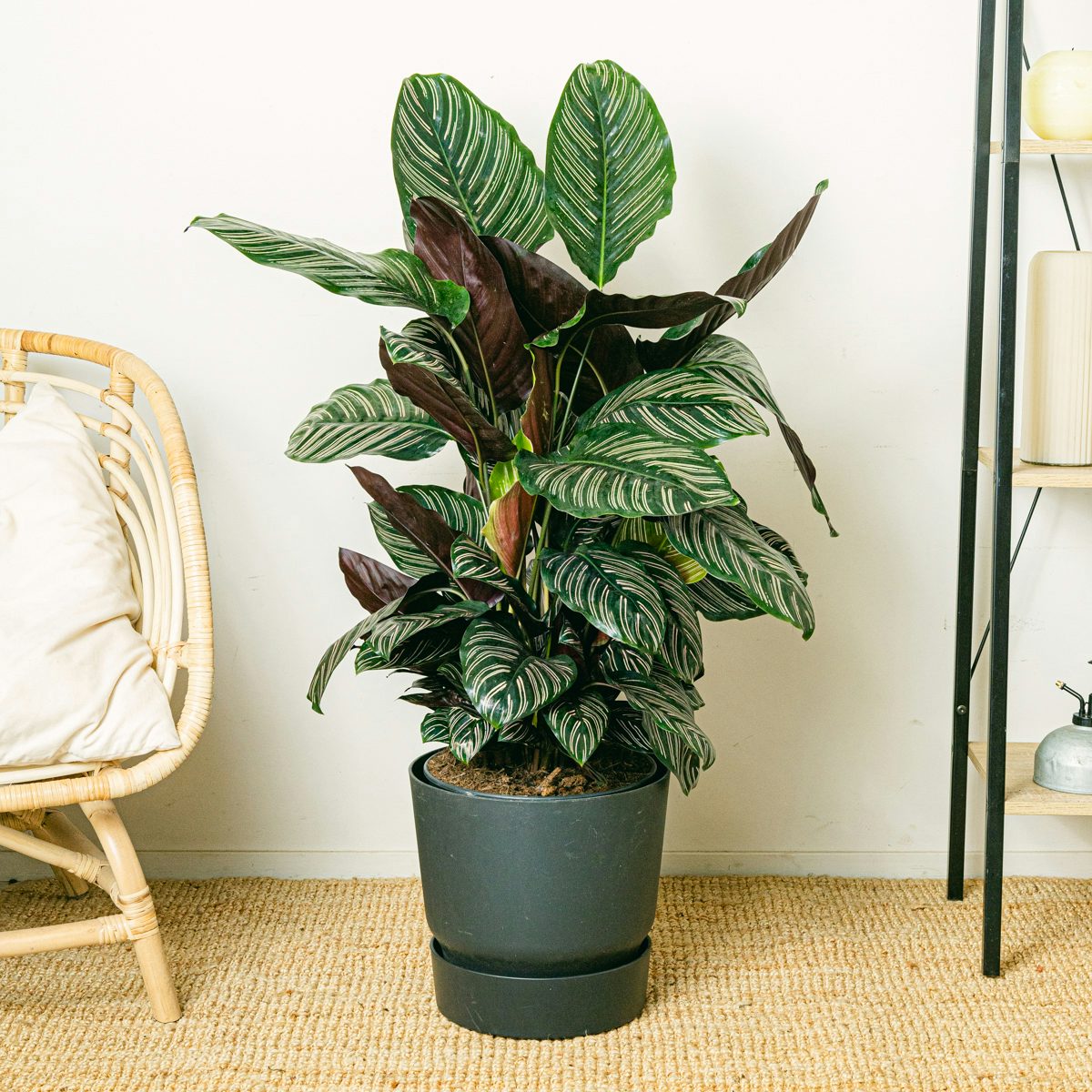 Zierkaktus (Calathea)