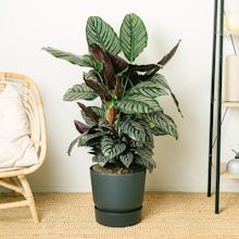 Zierkaktus (Calathea)