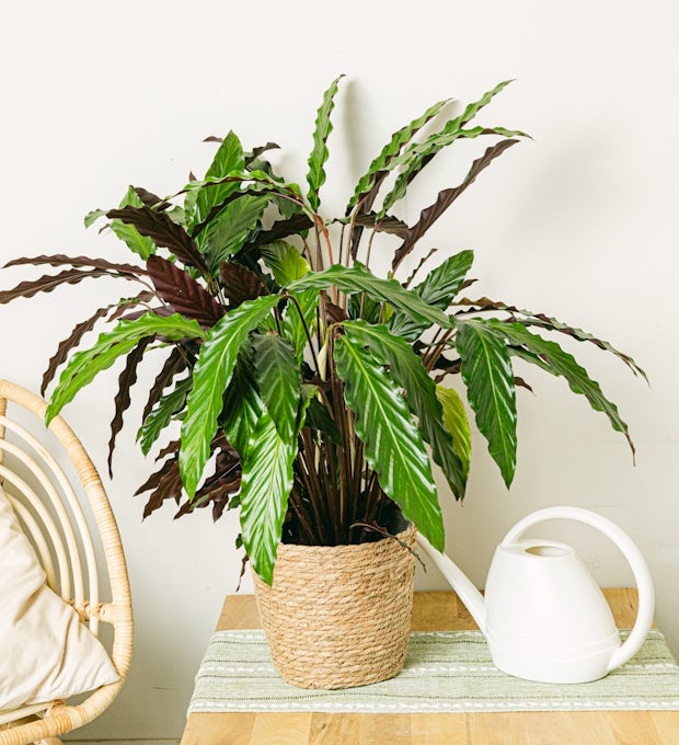 Calathea Golfster