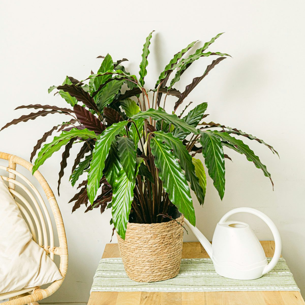 Calathea-Wellenstern