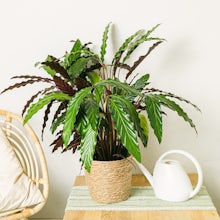 Calathea Golfster