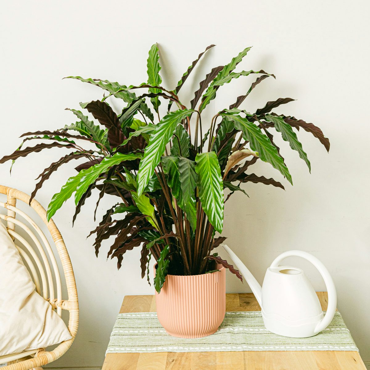 Calathea Golfster