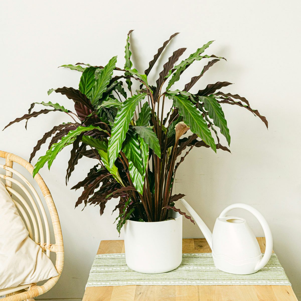 Calathea Wavestar