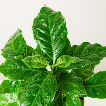 Coffea Arabica