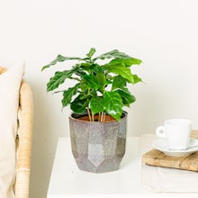 Coffea Arabica