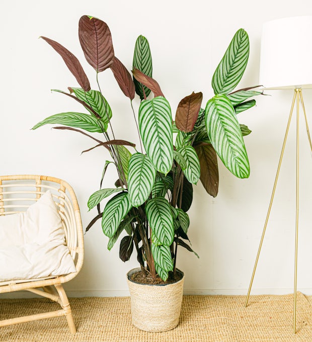 Calathea Oppenheimiana