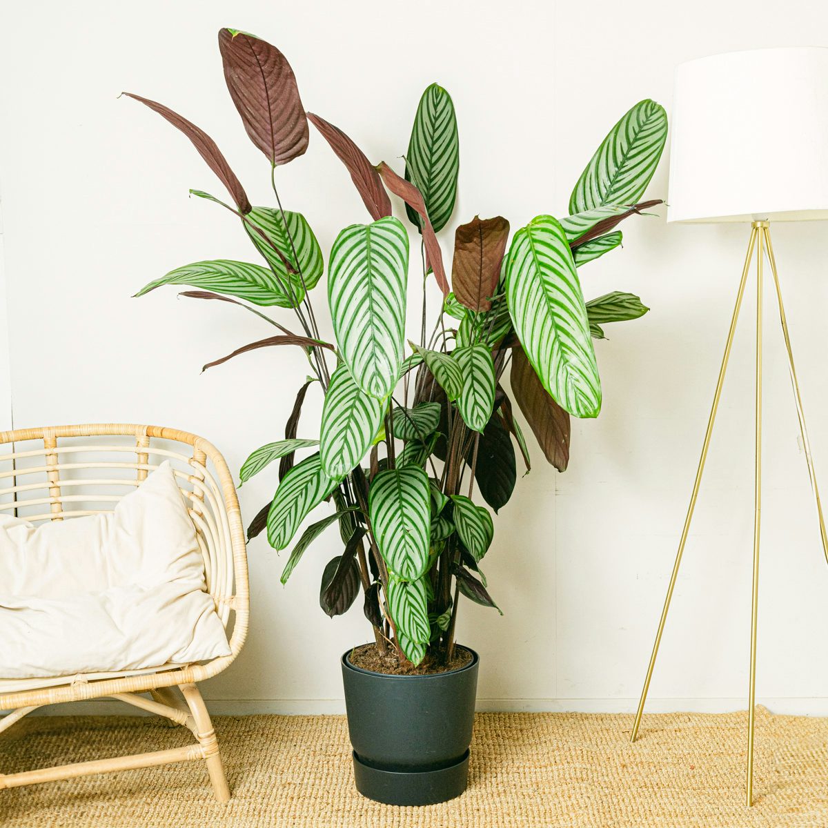 Калатея Оппенгейма (Calathea Oppenheimiana)