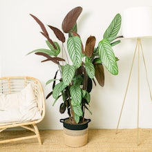 Calathea Oppenheimiana