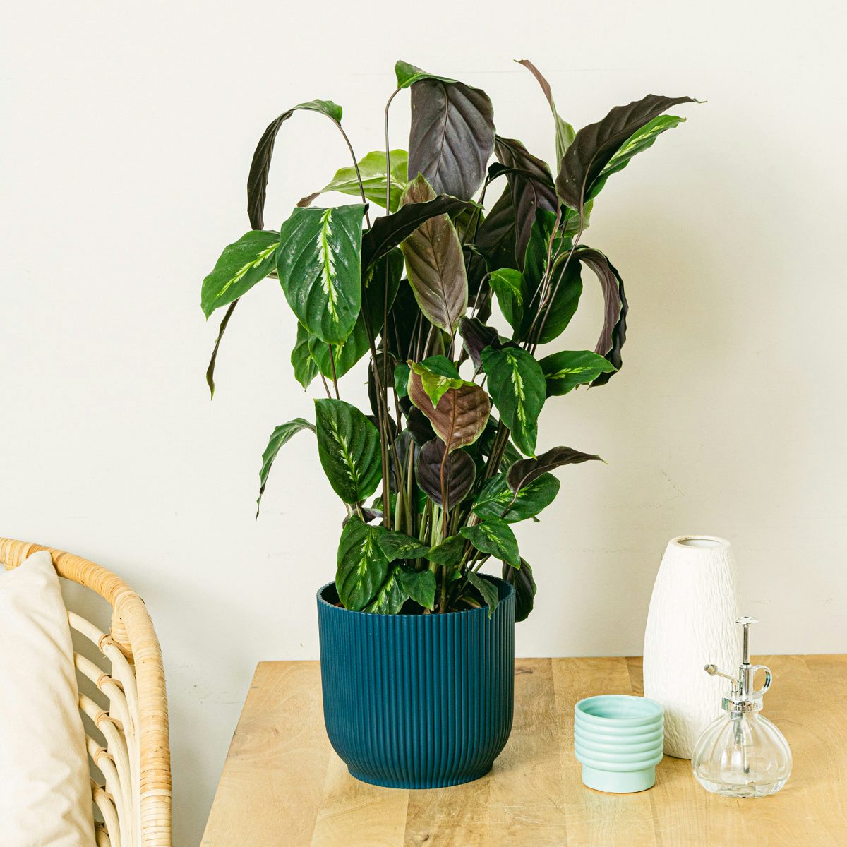 Calathea Maui Koningin