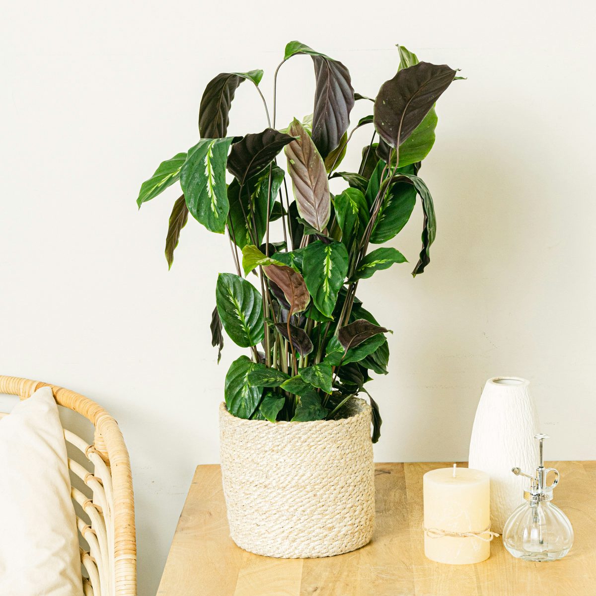 Calathea Maui Königin