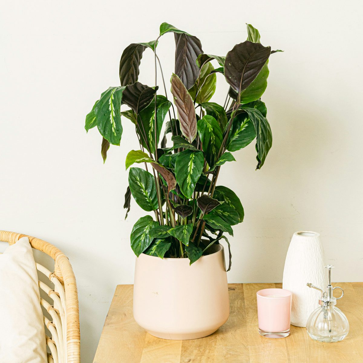 Calathea Maui Koningin