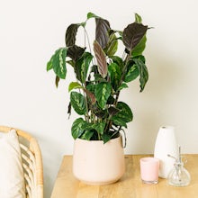 Calathea Maui Königin