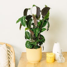 Calathea Maui Königin