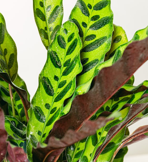 Calathea Insigne