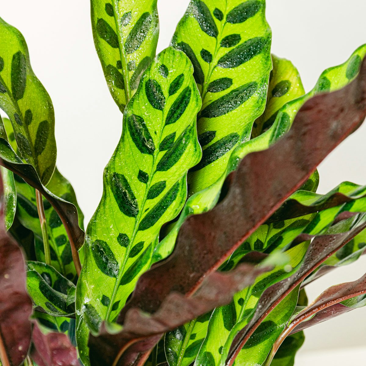 Calathea Insigne