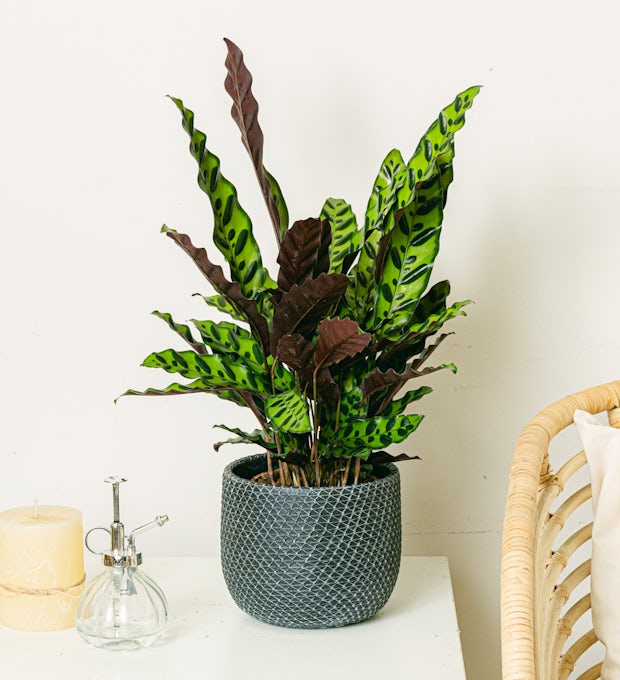 Calathea Insigne