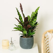 Calathea Insigne