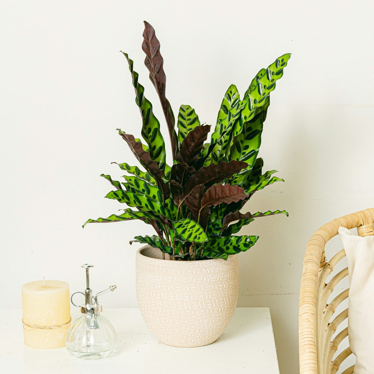 Calathea Insigne