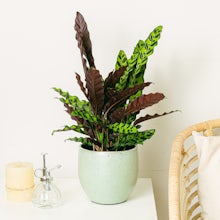 Calathea Insigne