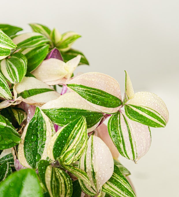 Tradescantia fluminensis Quadricolor