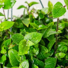 Tradescantia Grüner Hügel