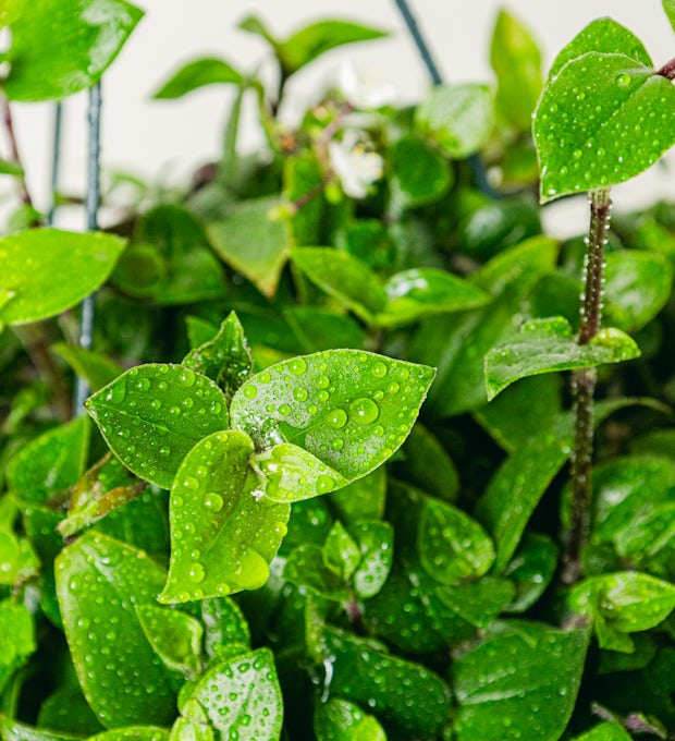 Handelscantia Groene Heuvel