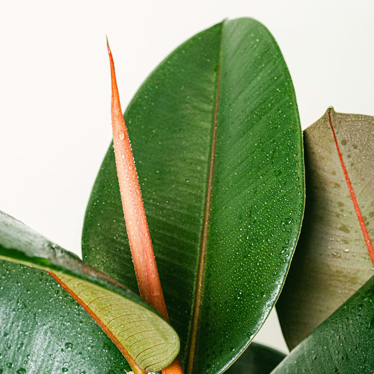 Ficus Elastica Abidjan