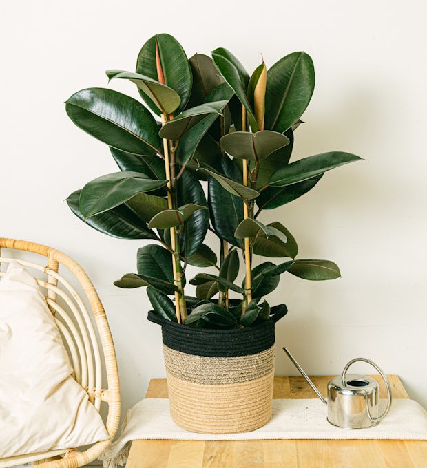 Ficus Elastica