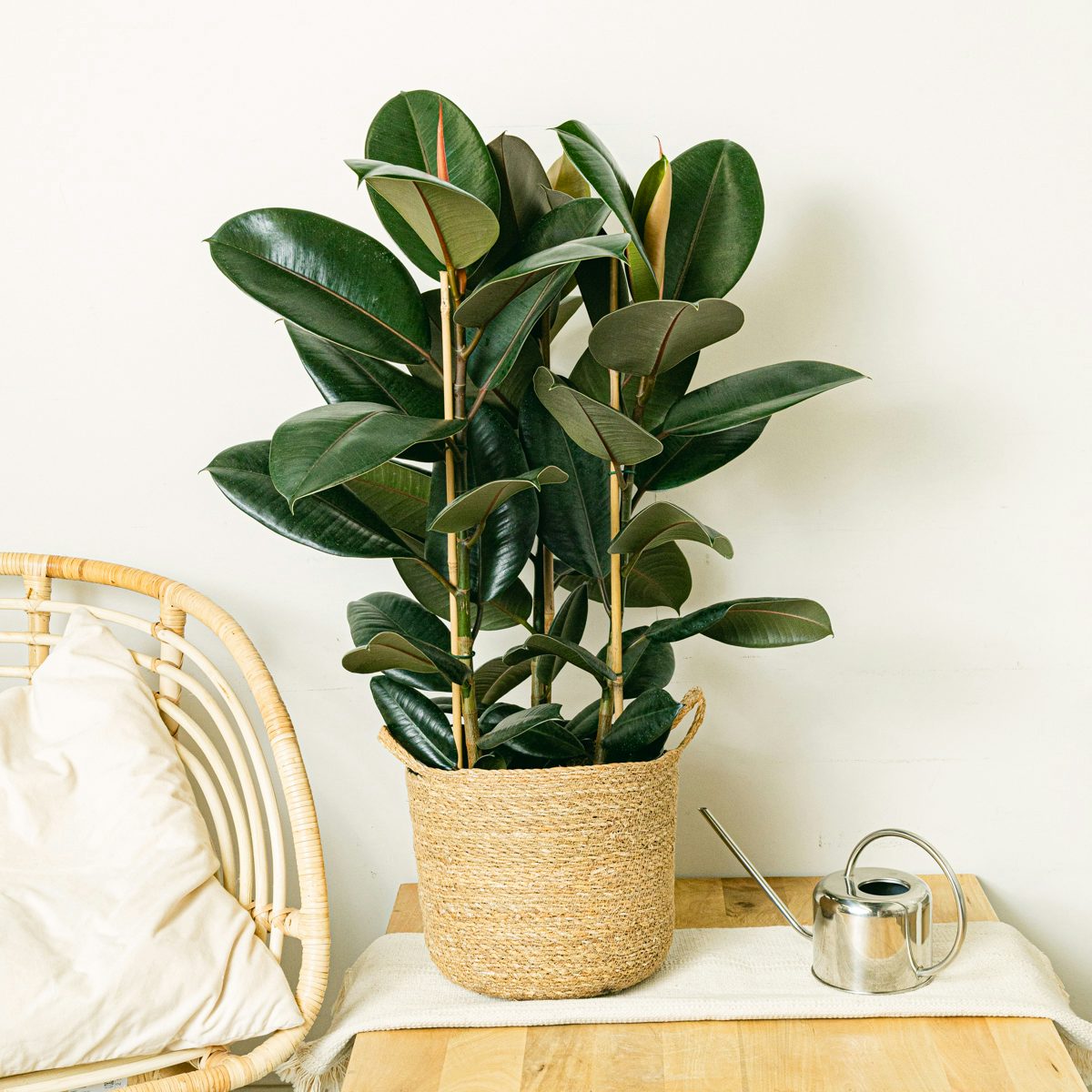 Ficus Elastica