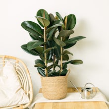 Ficus Elastica