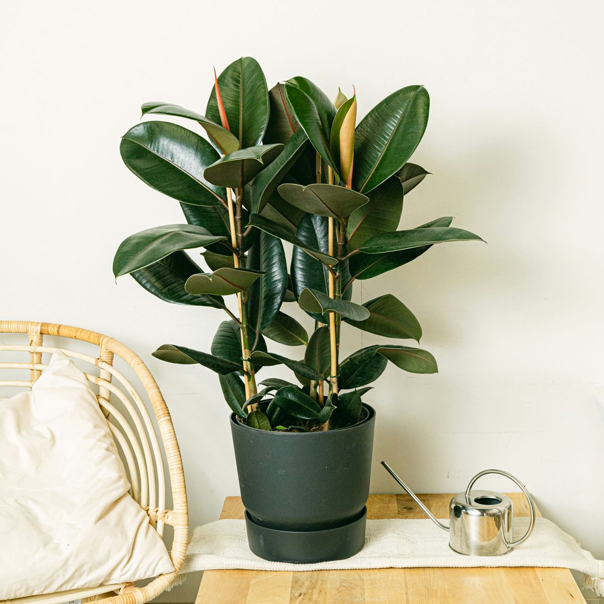 Ficus Elastica