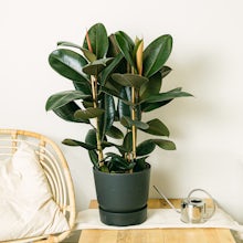 Ficus Elastica