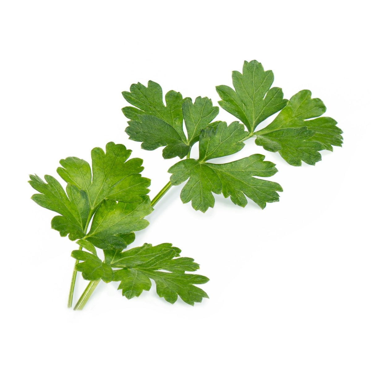 Parsley lingot