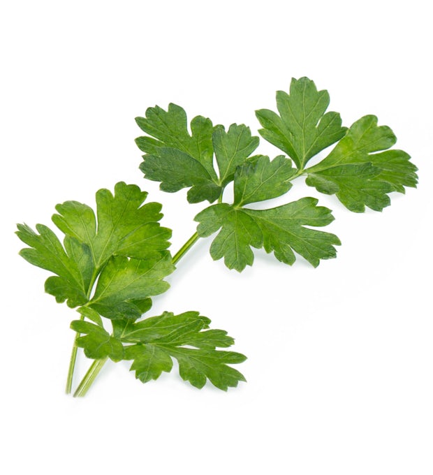 Parsley lingot