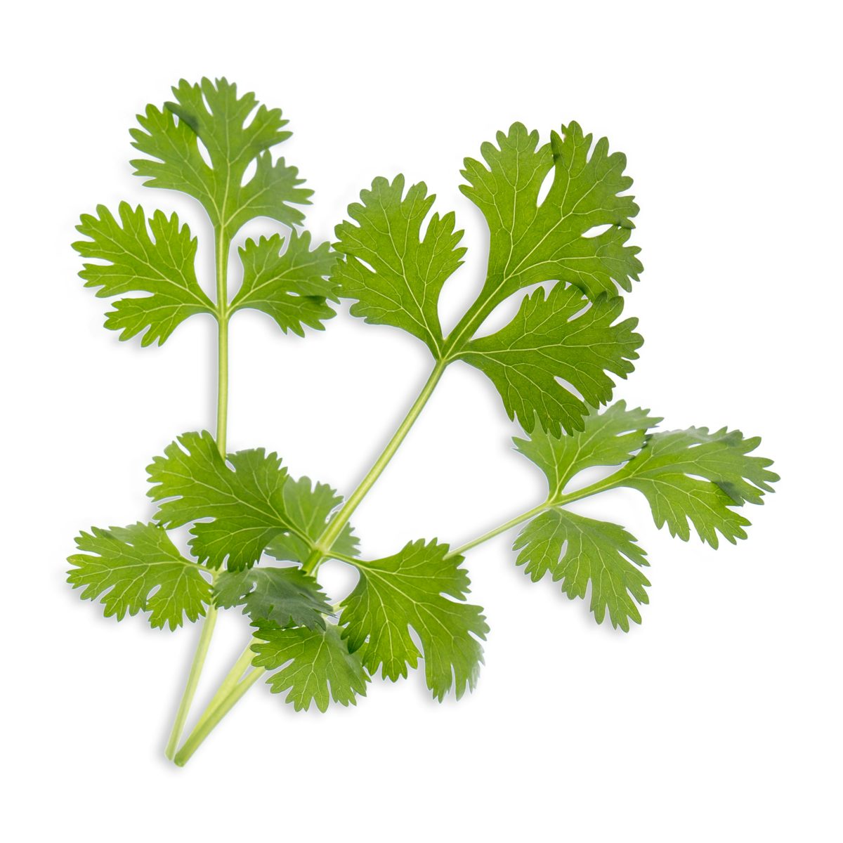 Lingot de cilantro