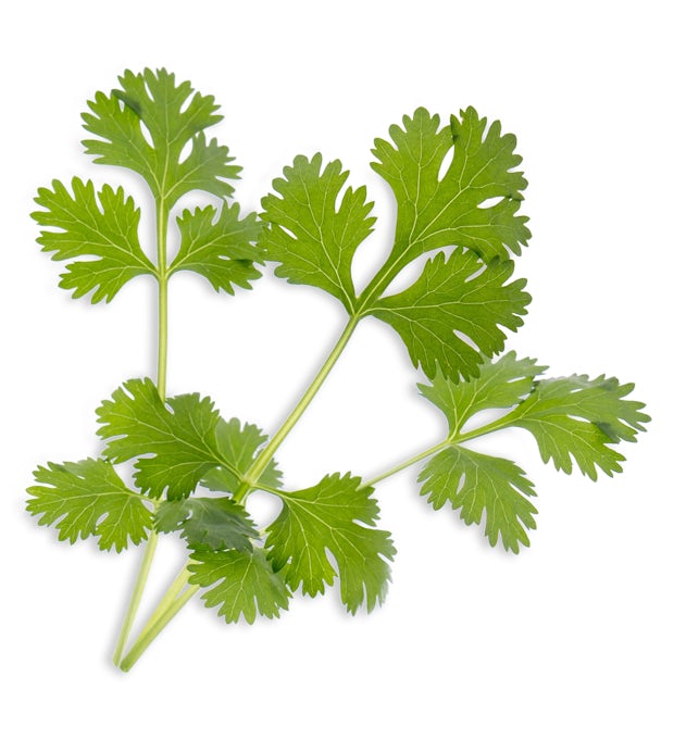 Lingot de cilantro