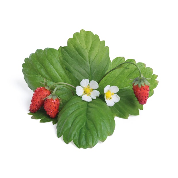 Wild Strawberry Lingot