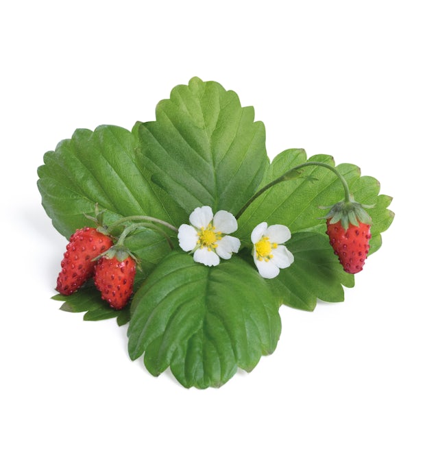 Wild Strawberry Lingot