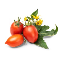 Cherry Tomato Lingot