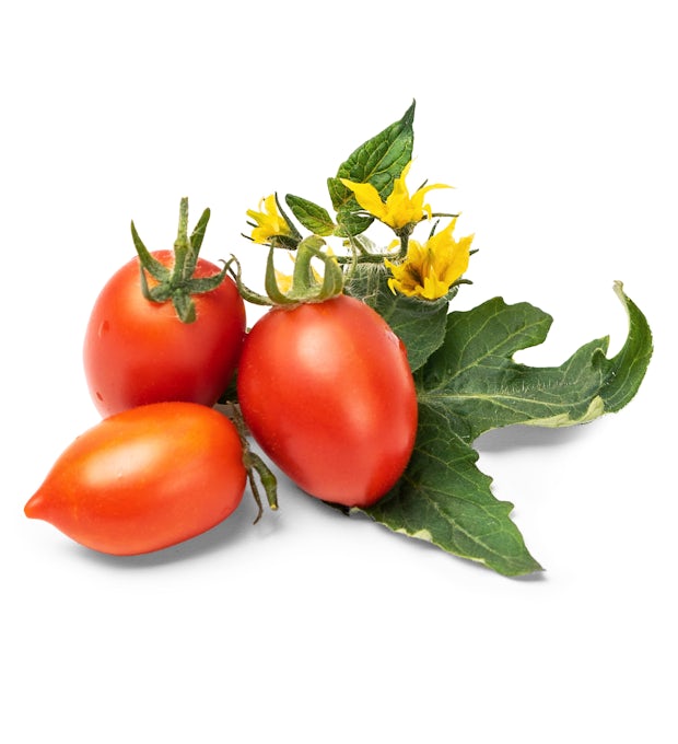 Pomodoro ciliegino Lingot