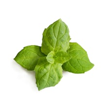 Moroccan Mint Lingot related pic